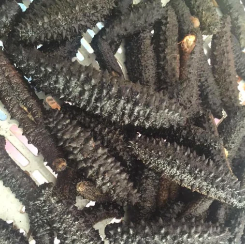 100% Natural Sun Dried Sea Cucumber Available.