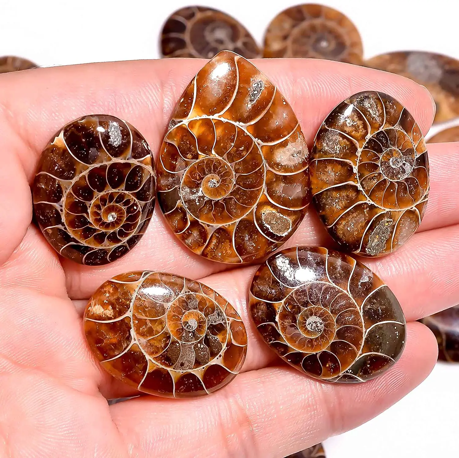 Highest Top Selling Assorted Quality Wholesale Price Bulk Lot Sale Loose Jewelry Gemstone Cabochon Stone Natural Ammonite