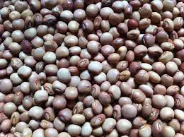 Best quality  Dried / Green Pigeon Peas from Peru