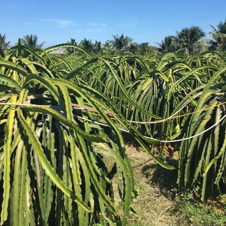 
Fresh White Dragon Fruit from Vietnam with standard quality and best price high quality for export White flesh ready to shipping 
