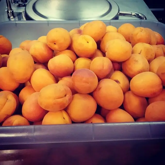
Fresh Apricot Top Quality Fresh Apricot, Organic Fresh Apricot, Fresh Dried Apricot Fruit Organic Fresh Apricots/Dried Apricots 