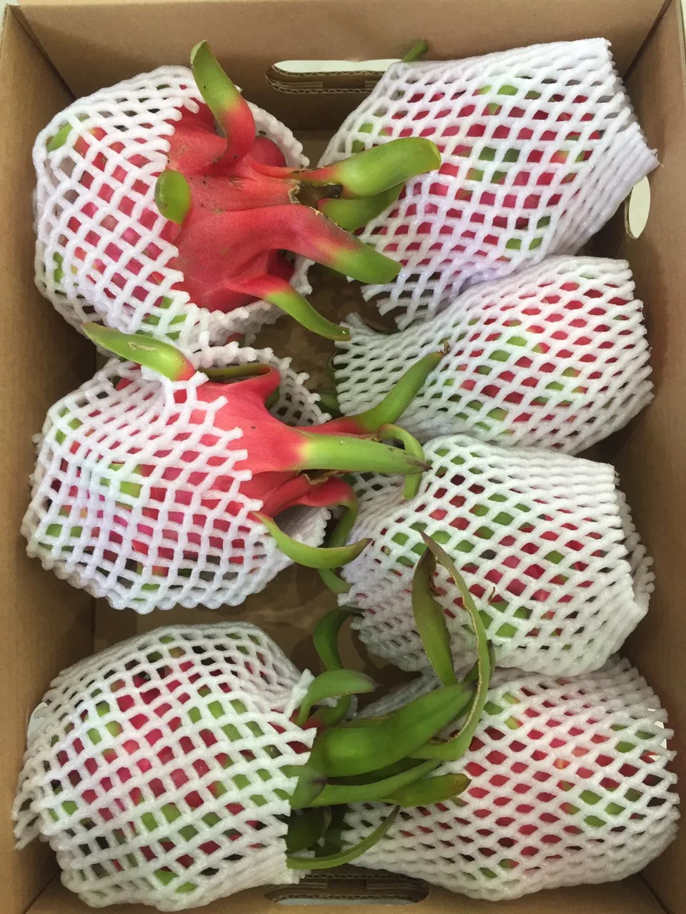 CUSTOMIZED LOGO FRESH RED DRAGON FRUIT FOR EXPORT FROM VIETNAM
