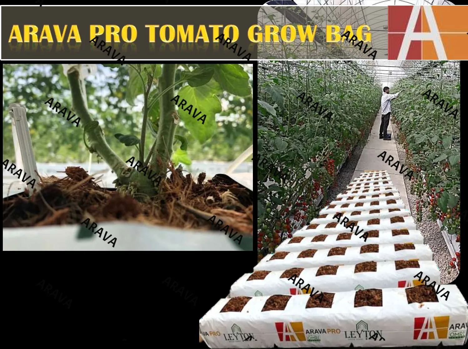Best Tomato Grow bags with high yield for greenhouse at the best price