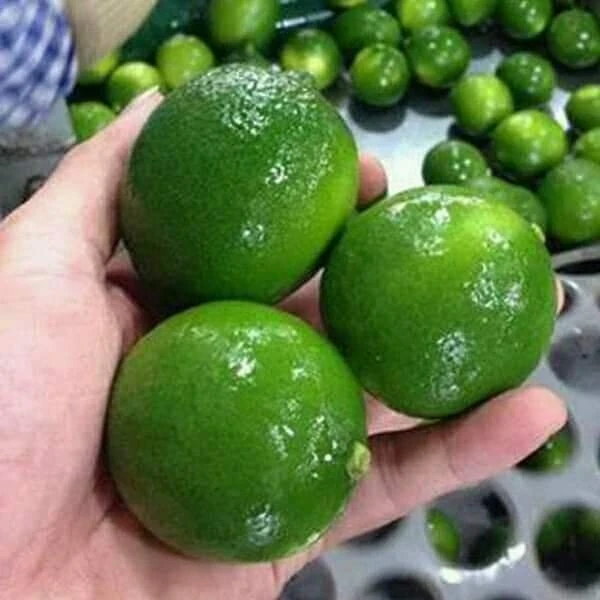 Вьетнамские свежие фрукты без семян Лайма-WS 0084 989 322 607