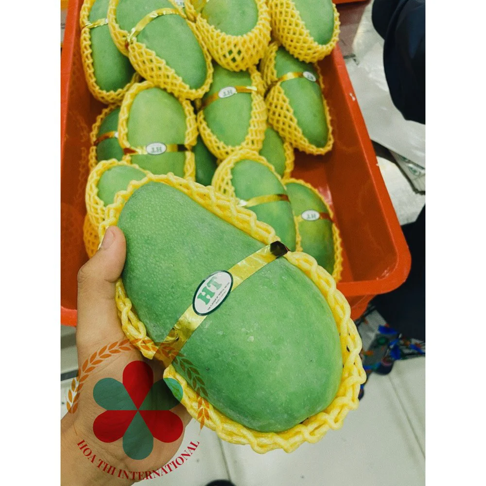 High Quality Globally Selling Fresh Mango from VietNam with  competitive price export for European and Japan  Free sample