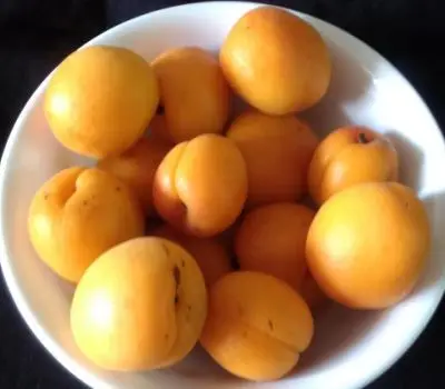 
Fresh Apricots for sale fresh from farm 