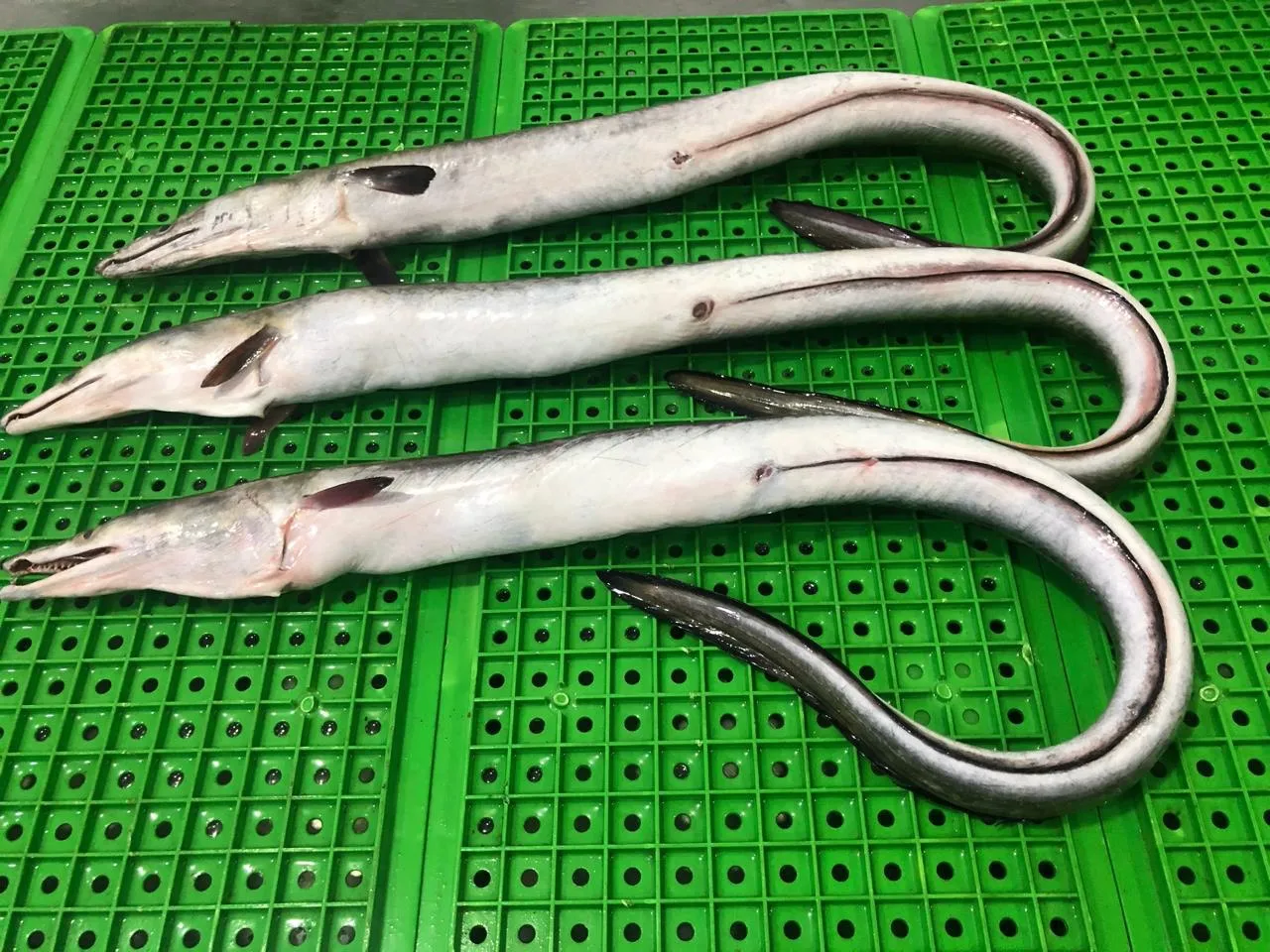 Замороженная рыба угорь