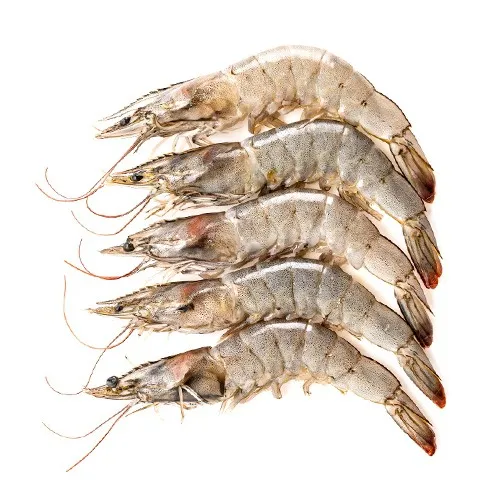 Frozen Whole Round Wholesale Black Tiger Shrimp