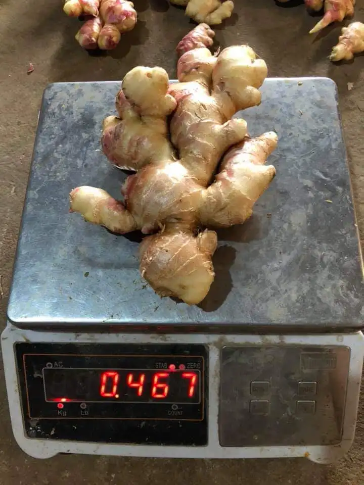 FRESH GINGER for export / +84984418844 Whatsapp