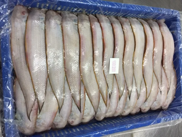 FRESH FROZEN SOLE FISH SIZE 100/200    200/300  SEAFOOD EXPORTERS TRADERS SUPPLIERS