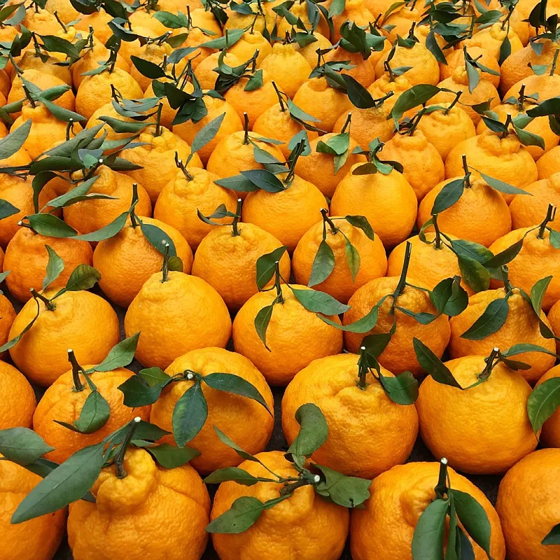 Pure Organic good quality fresh fruit mandarin orange fresh citrus fruit Fresh Mandarin Orange tangerine