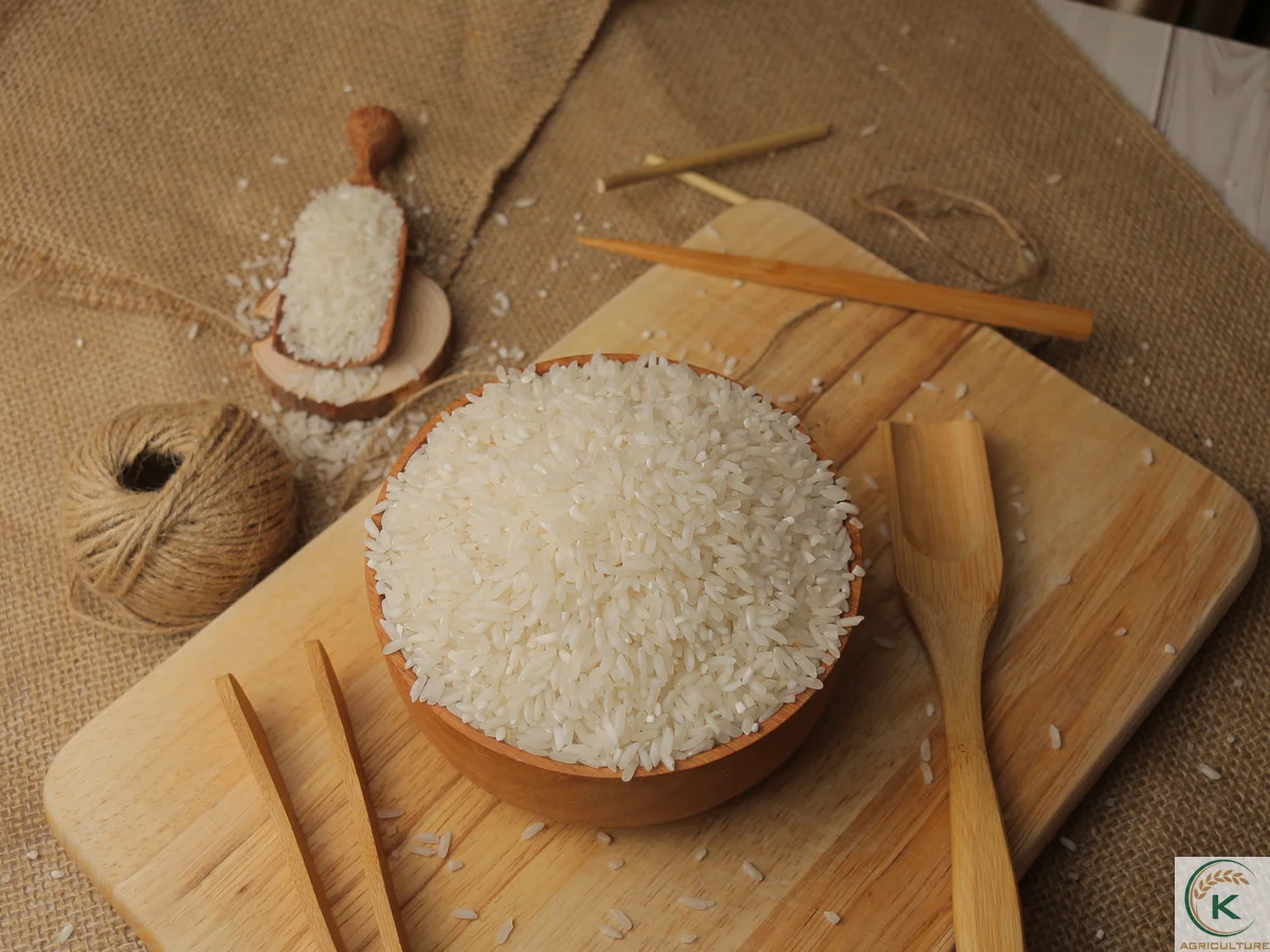 Flavorsome белый рис ST24 Тип длинное зерно оргинировано из Вьетнама Ms.Caryln Whatsapp + 84855555794