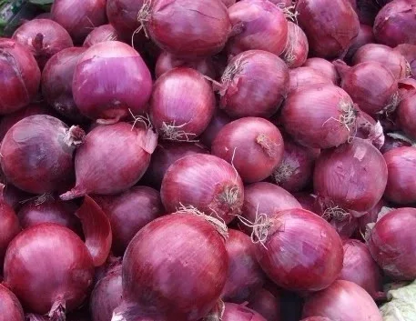 Red Bags Mesh Style Packaging Agriculture Weight Origin Type Shape Size Fresh Onion  Round Length Common