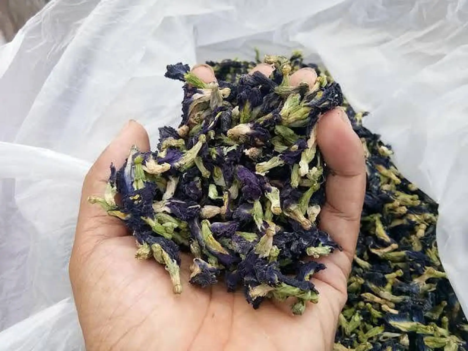 Butterfly Pea Tea Dried Flower Herbal Healthy Premium Quality