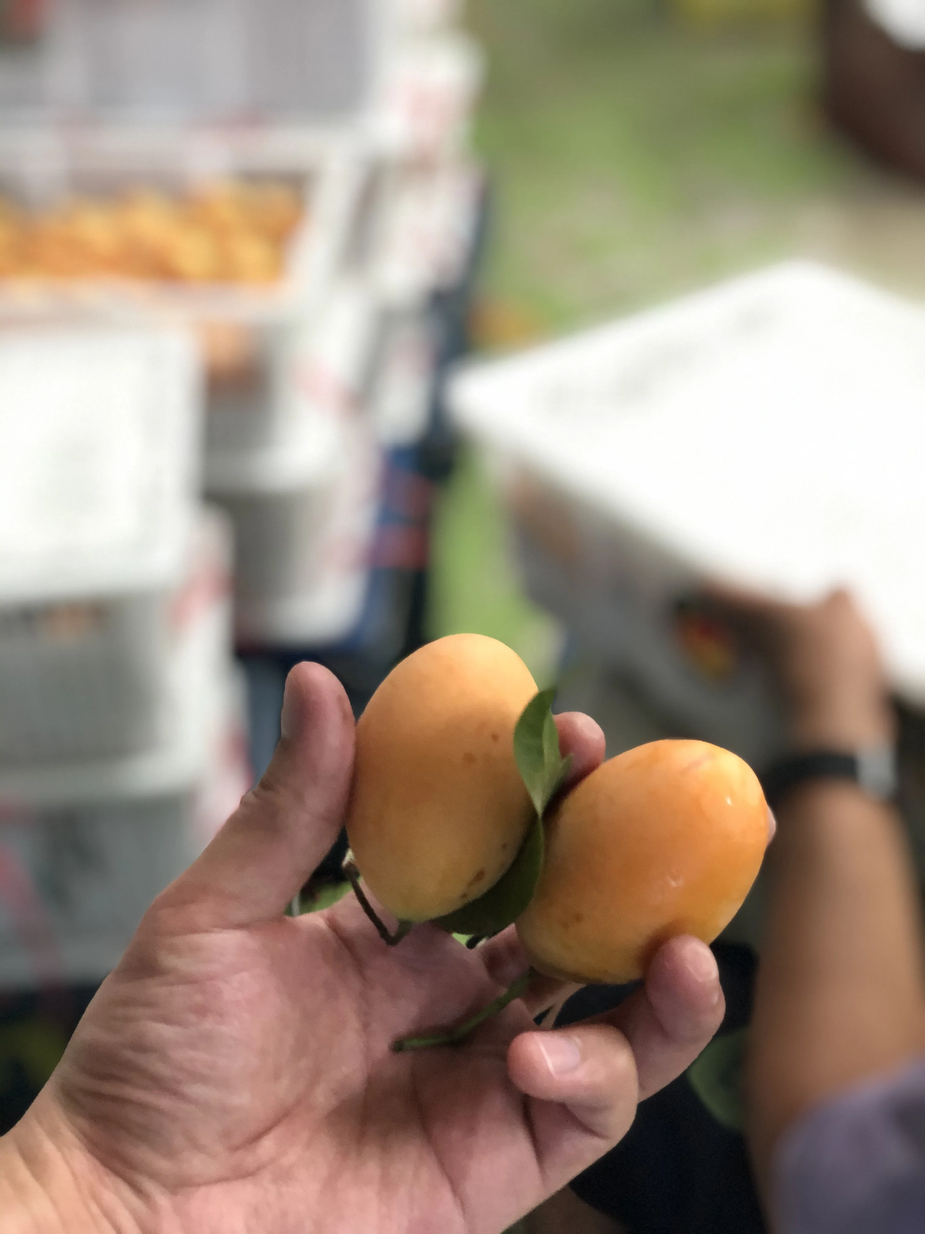 Provider EWC Brand Thailand Fresh Cherry Mango SMG005 Sweet Taste And Thick Skin