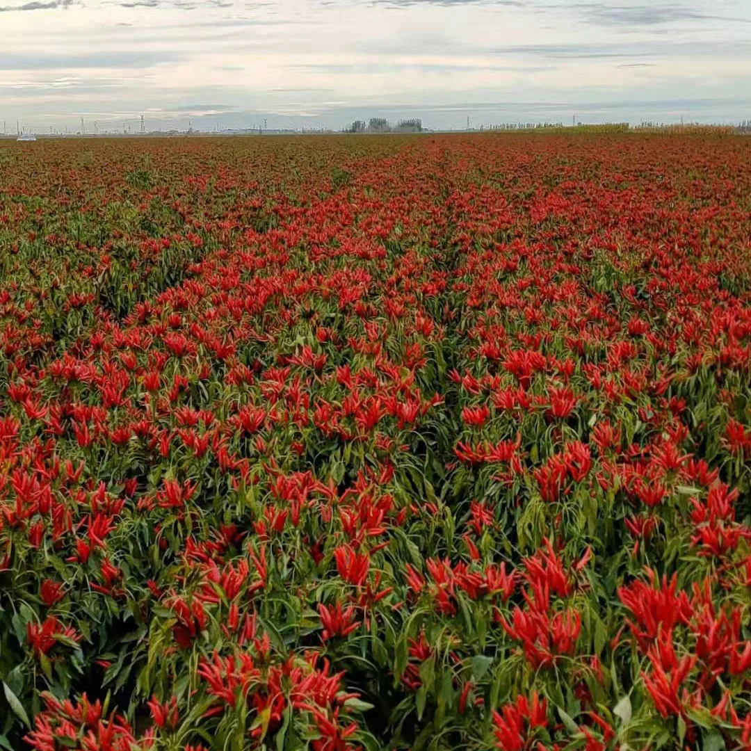 
Korea Red #5 f1 Extremely Early Supper hot chili seeds for planting 