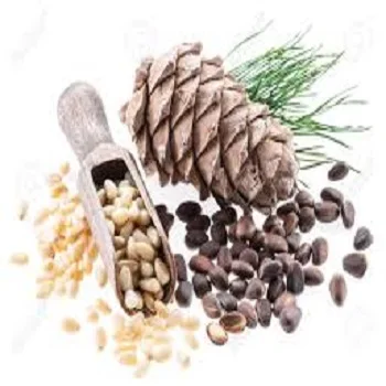 Best price of raw and blanched selling pine nuts kernel