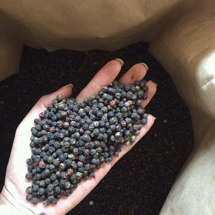 BLACK PEPPER 500 GL CLEANED FROM KINGPEPPER VIETNAM BEST OFFER