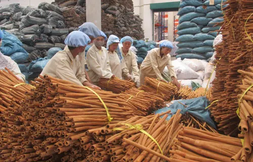 Long Stick Bastard Cinnamon / Canela de Cassia Cinnamon