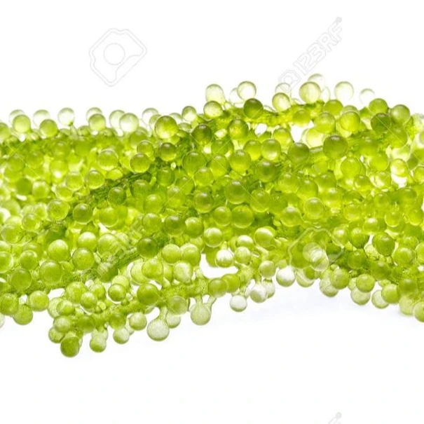 
Salted Seaweed/Umibudo Seaweed/ Sea Grape Seaweed Whatsapp +84 845 639639 