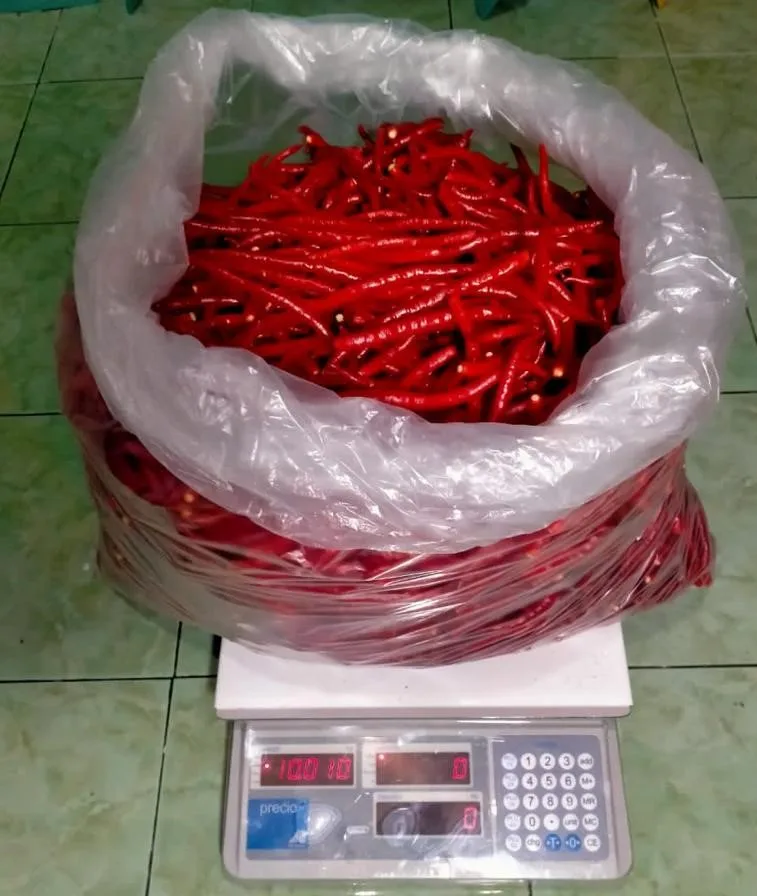 FRESH CHILI SIZE 10-12 CABE KERITING | Indonesia Origin