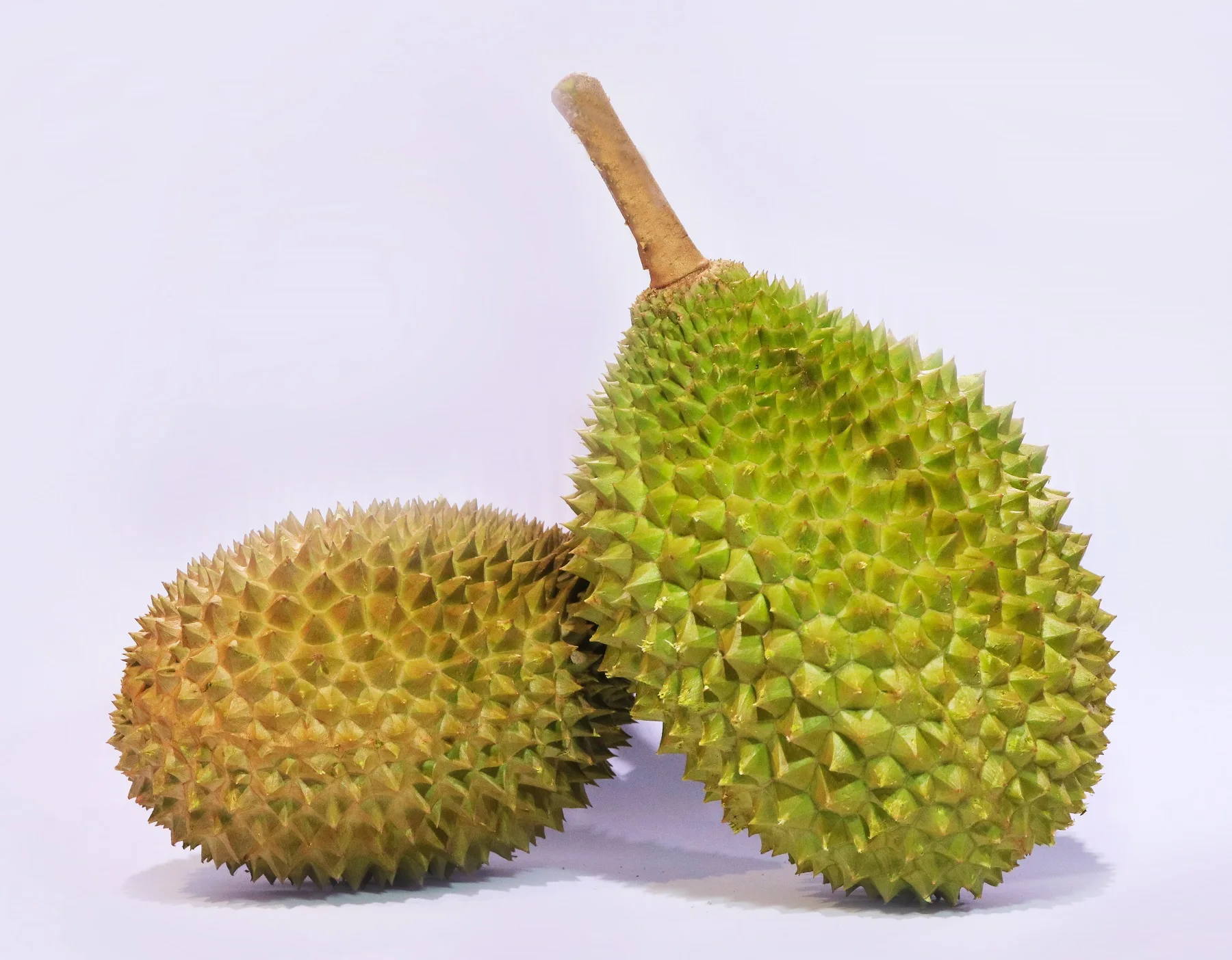 Hot Selling Fresh Durians XO AA D24 from Top Malaysia Durian Fruit Supplier HALAL