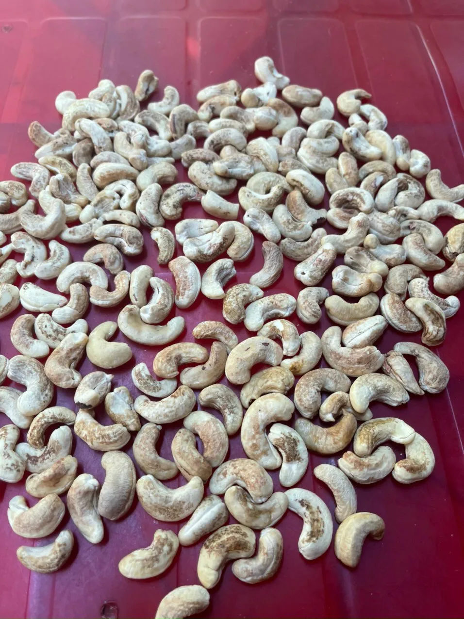 High Quality Cashews Nut Supplier Offers Raw Cashew Nuts In Shell