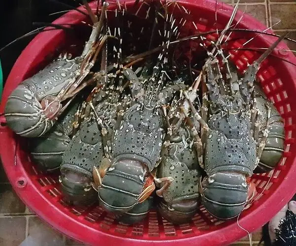 Замороженные морепродукты свежий живой Лобстер