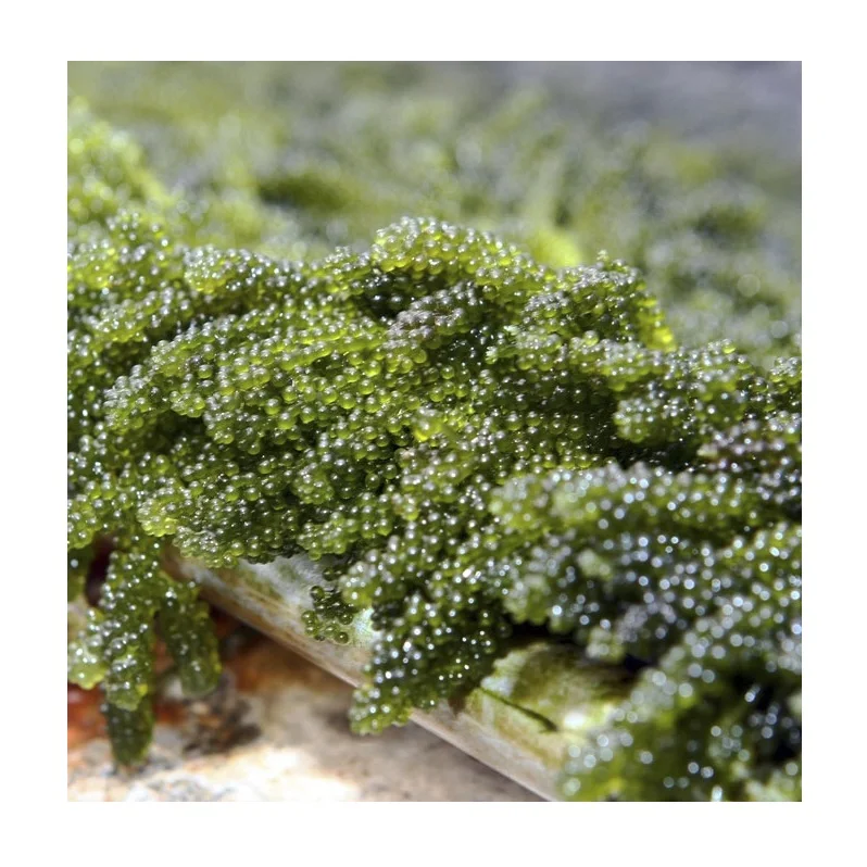 Dehydrated Sea Grapes - Lato Sea Grapes- Caulerpa lentillifera Japanese Food Style (Ms.Stacey +84 908584207)