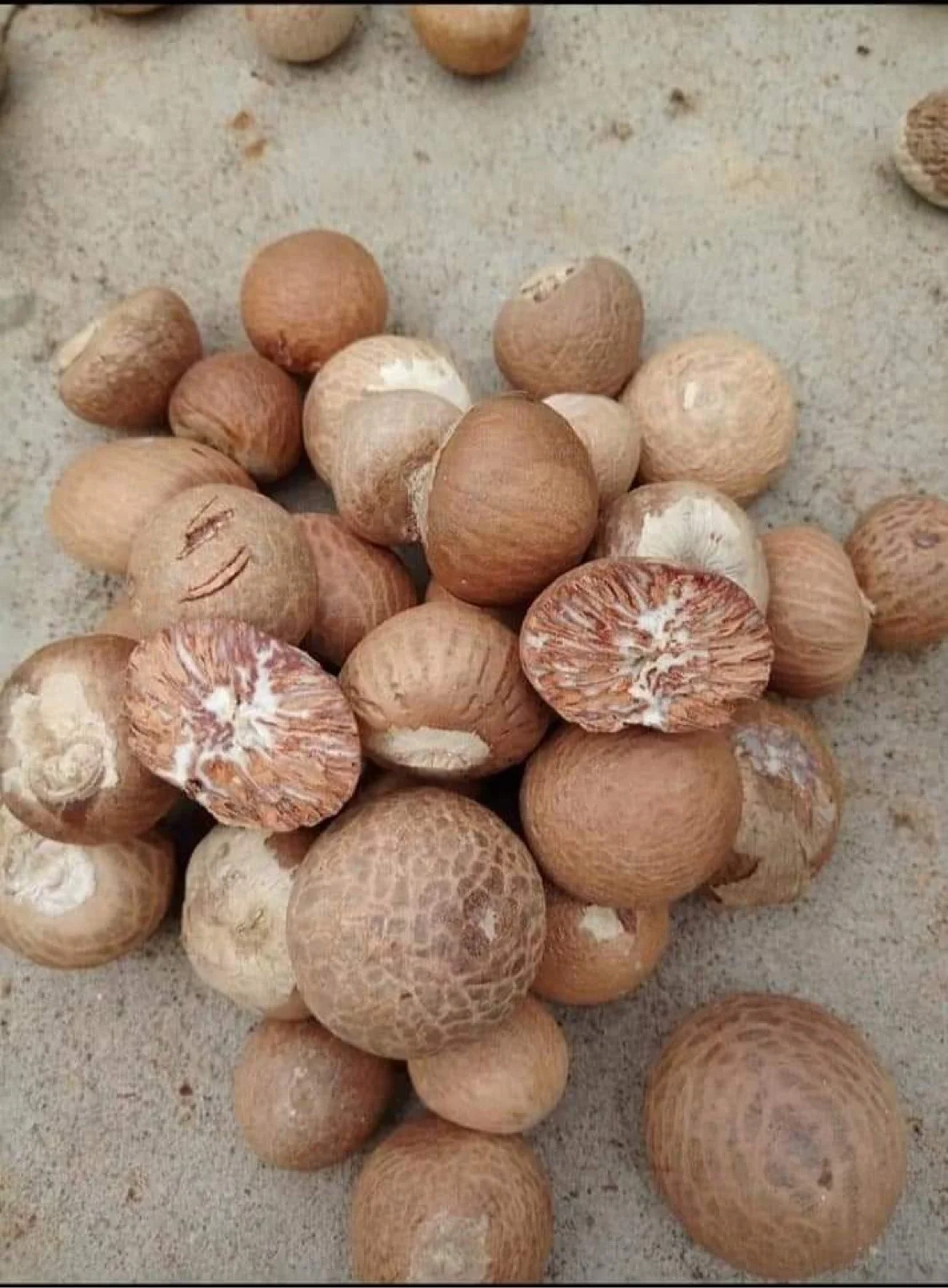 High Quality Viet Nam Whole Dried Betel Nuts / Areca Nuts for Wholesale