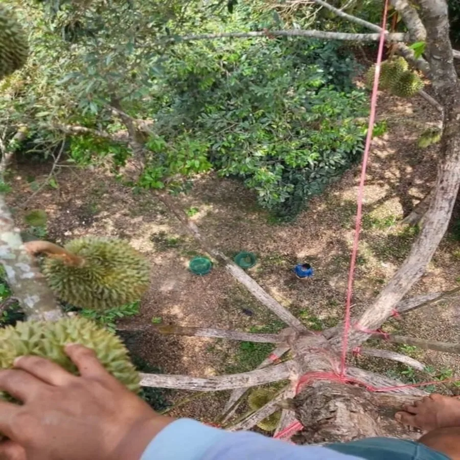 
Kan Yao from Thailand Durians Fresh Fruit with High Quality 