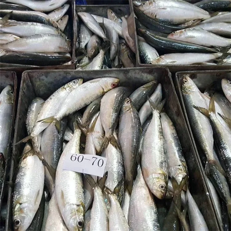 Sardine Wholesale Frozen Sardine for Canning Whole Round Price Frozen HGT Sardine