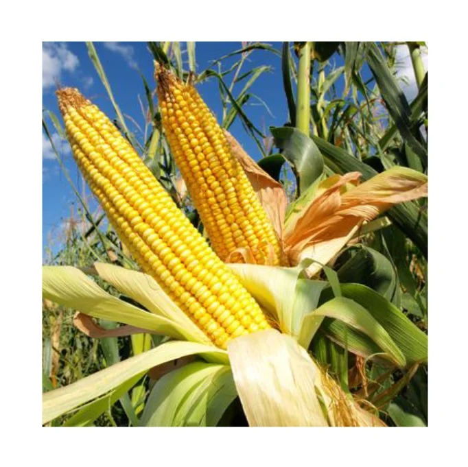 
Yellow Corn & White Corn/Maize for Human & Animal 