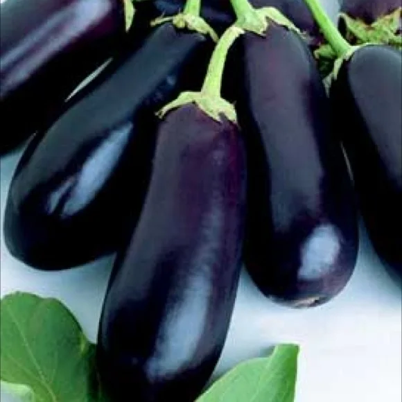 
100% Fresh Vegetable Brinjal / Eggplant / Aubergine 