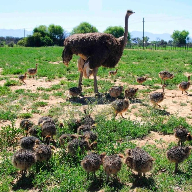 
LIVE Pure Bred Ostrich Chicks Available 