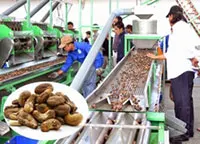 Орошенные соленые орехи кешью W320