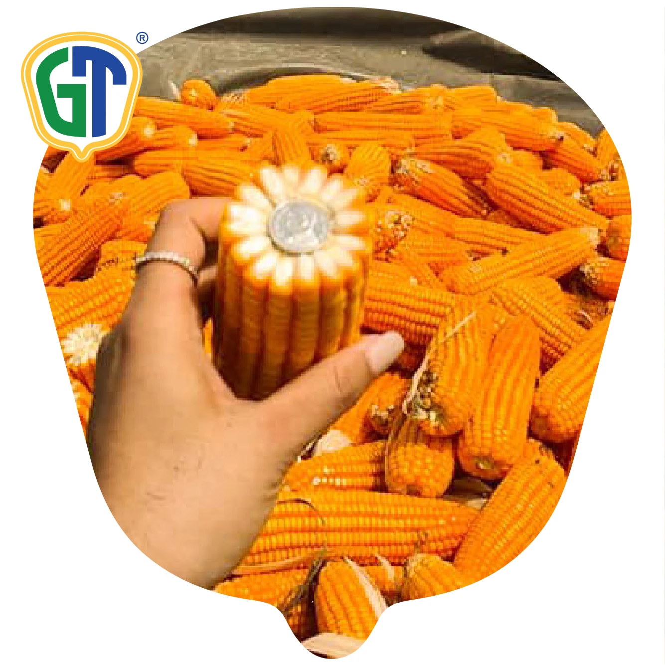 
GT722 Good Grain Quality F1 Hybrid Corn Seeds Supplier From Thailand 
