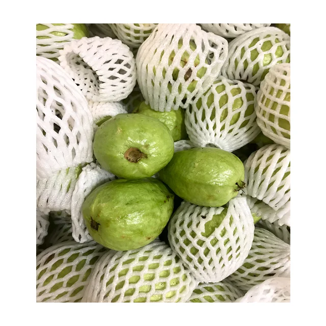 Rich And Tasty In High Demand Fresh Fruit Guava With Low Price