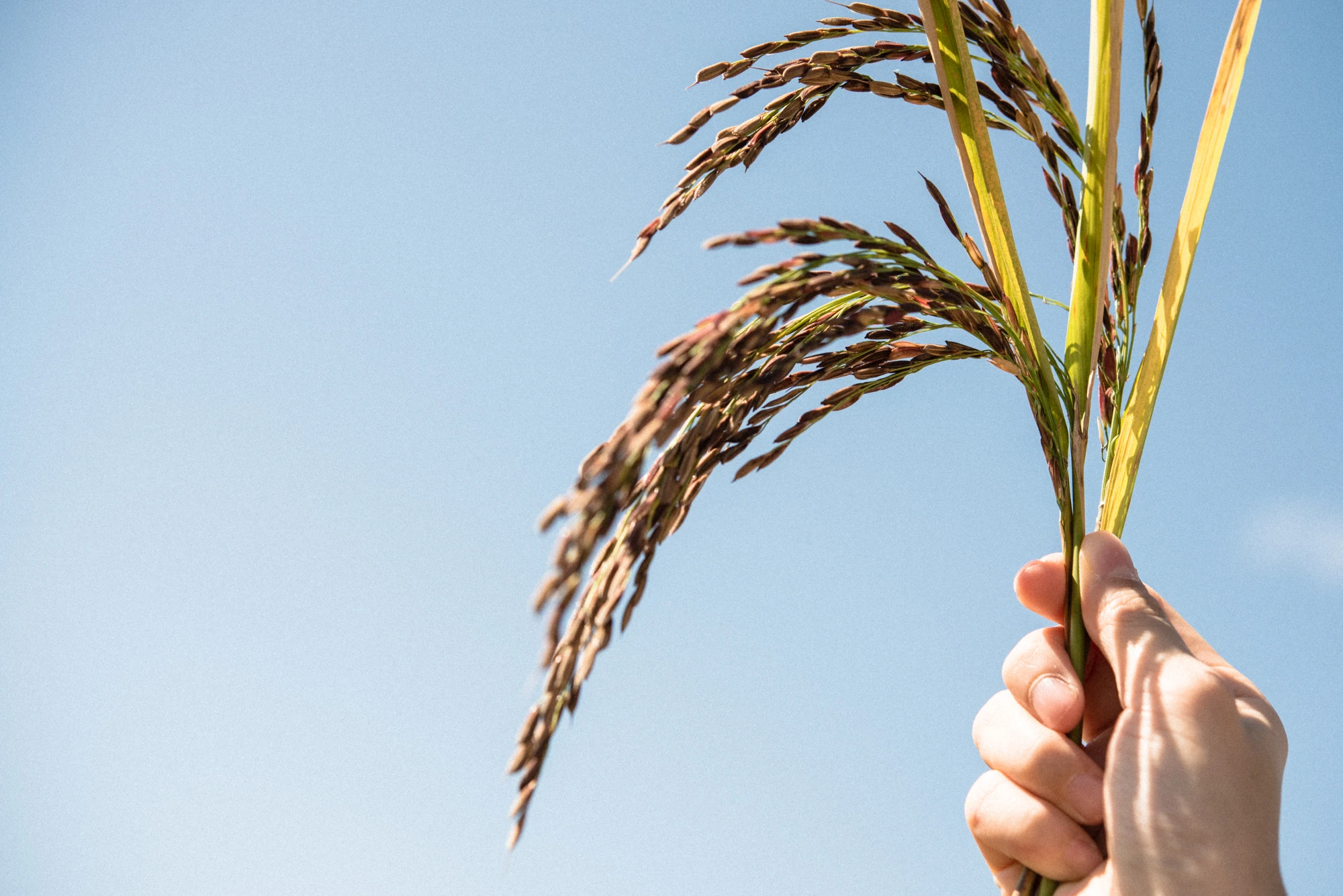 Высококачественный органический рисовый рис с длинным зерном по отличной цене 1 кг первоклассный экспортный продукт из Таиланда