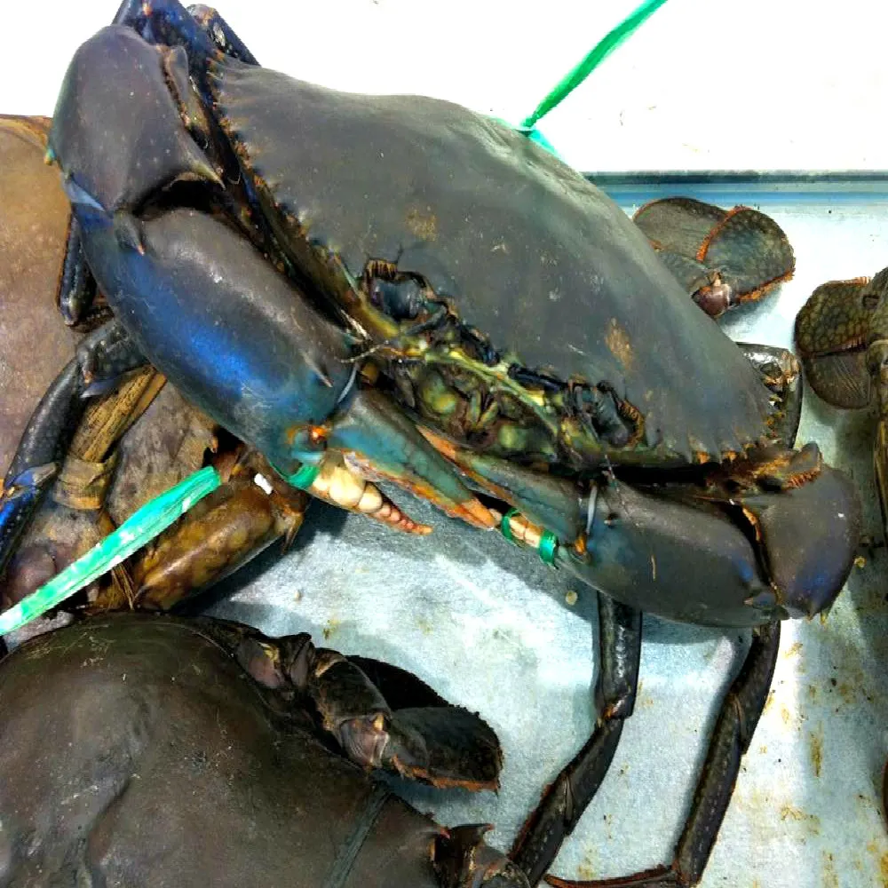 Live Mud Crab wholesaler