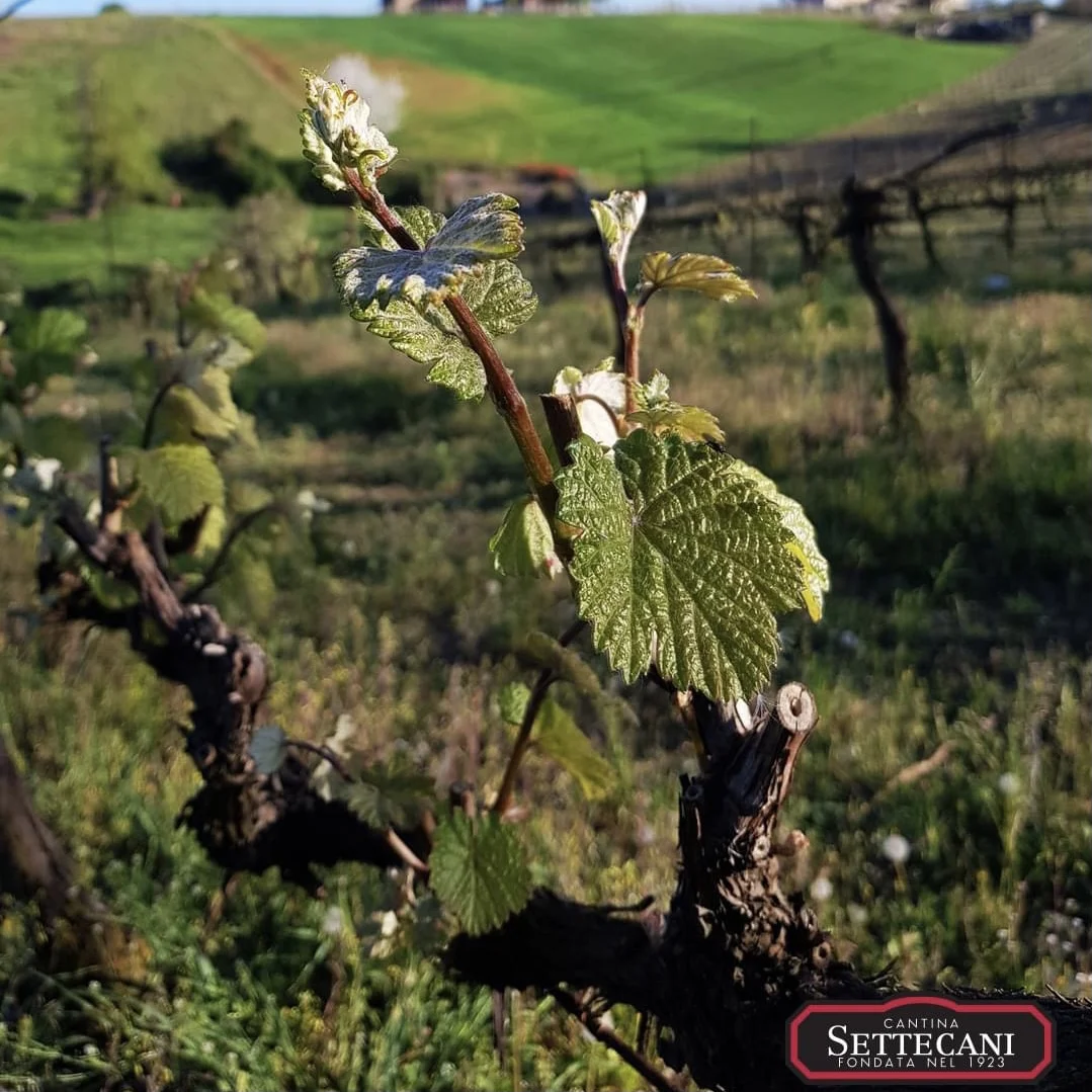 Повседневное игристое вино I Vini della tradition Pignoletto DOP Secco