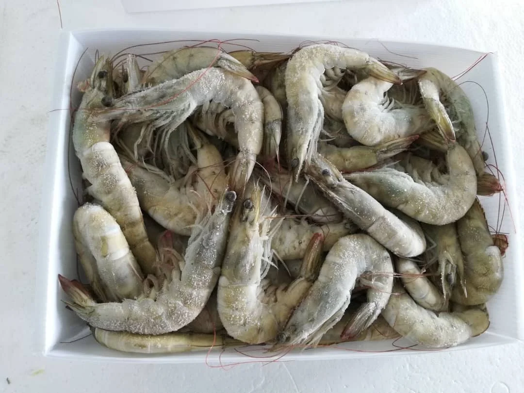 Frozen IQF Slipper Lobster