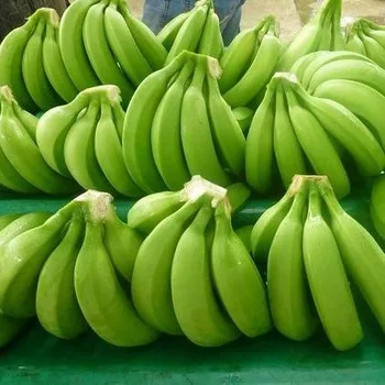 Finest Quality Big Size Fresh  Green Banana (Musa paradisiaca) 100% Exportable In Wholesale Price From India.