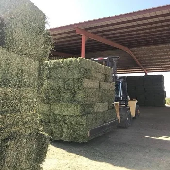 Alfalfa Hay Bales For Sale