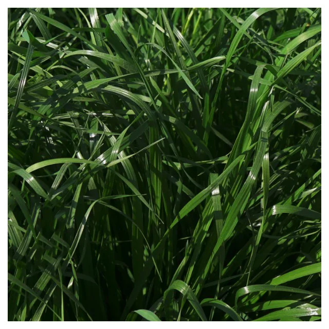 Lolium Perenne Rye Grass Seeds