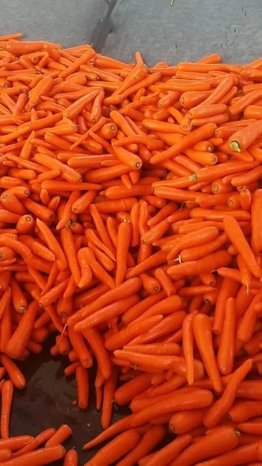 Fresh Carrot from Turkey