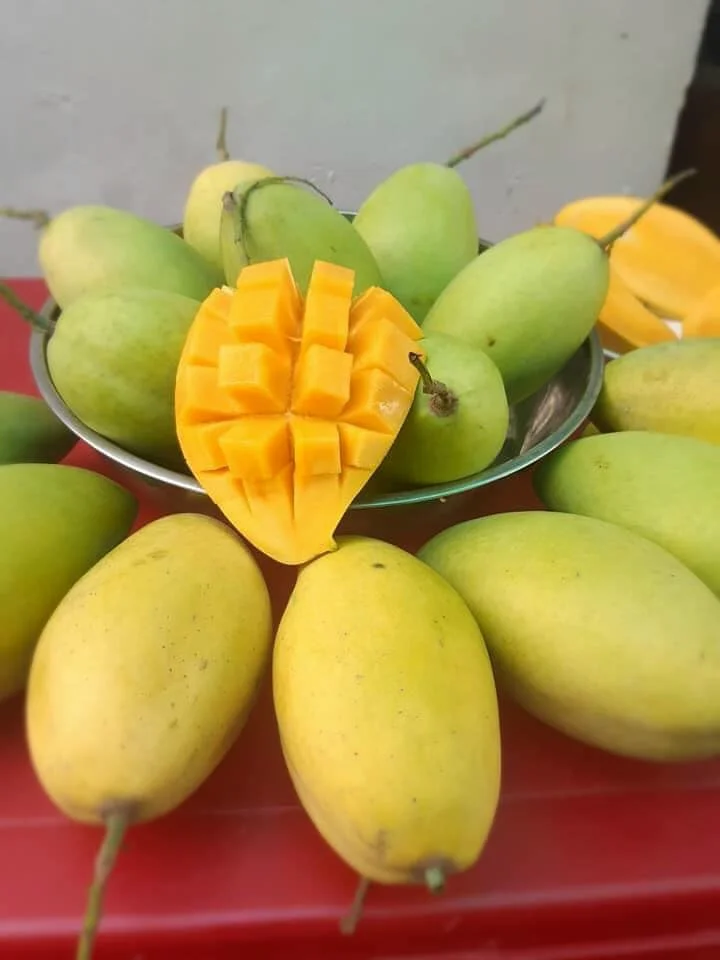 High Quality Green Or Yellow Color Best Selling Fresh Mango Made In Viet Nam Tropical Fruit Size 8cm