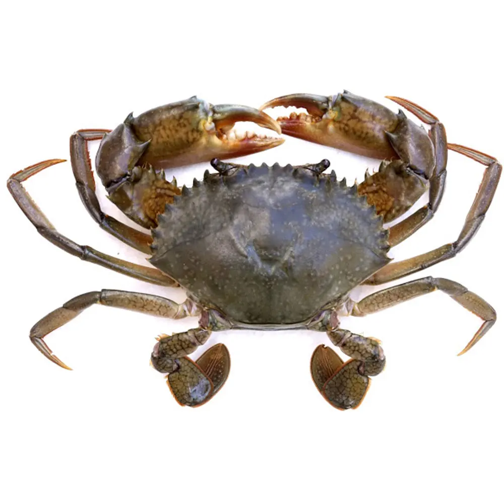 Alive Mud Crab - Live Mud Crab - Scylla Serrata - Alive Scylla Serrata - Live Seafood