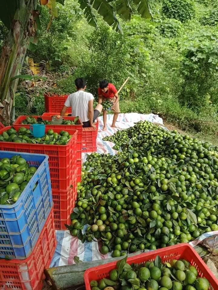 Оптовая продажа, Лучшая цена, свежий лимон без семян, свежий зеленый лимон, экспортное качество