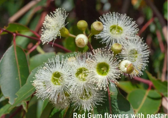 100% чистый 500 г Органические мед TA35 + органический Марри с 83% концентрации чистого сахара в стеклянная банка завинчивающейся крышкой для упаковки из Австралии